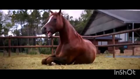 Funny video with Laughing horses