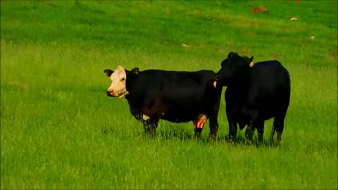 The behavior of bulls and cows when breeding explained.