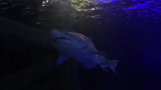 Sharks in a walk through aquarium