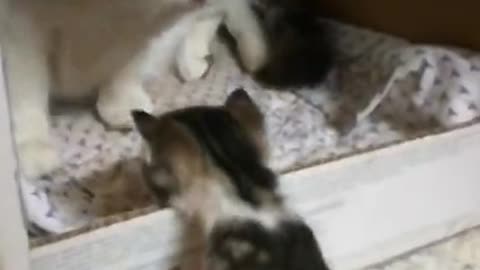 Adorable Cat Teach Her Kitties How to Climb up to The House