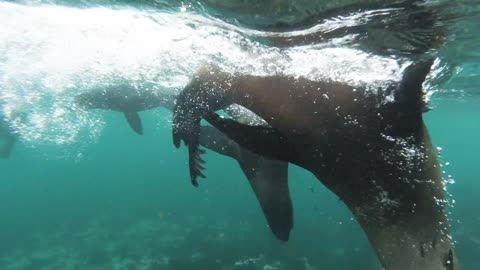 Seals underwater| beautiful