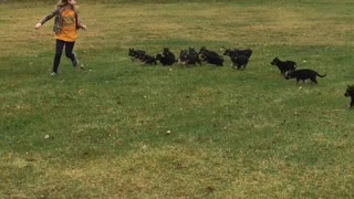 Precious German Shepherd Pups Chase Girl