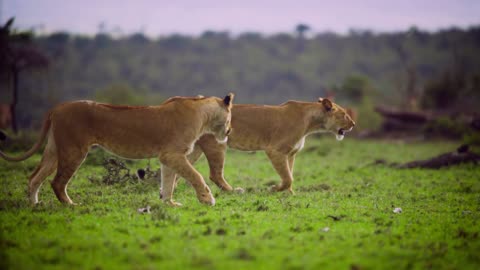 Pair of Lionesses Walking Together