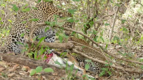 How African leopard mom teaching cub how to enjoy a good meal.