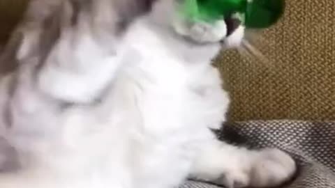 Glasses for a cat from plastic spoons