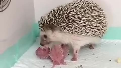 Ever Seen Newborn Hedgehog _shorts viral _hedgehog newborn hedgehog..