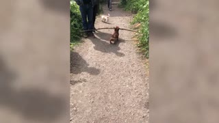 Tiny Dachshund Trolling People With Big Stick