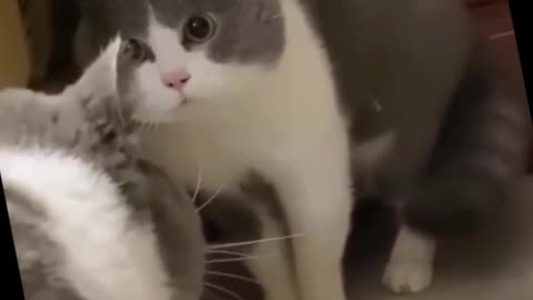 Cute Cats Funny Fail Viral Clips, Cute Cats #funny #shorts Video