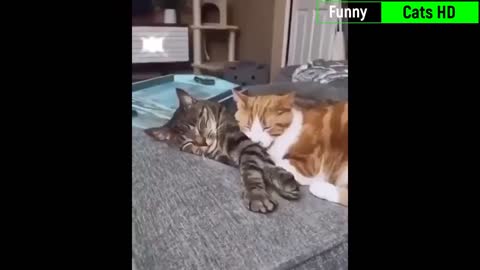 Funny Cats HD | Funniest Cats - Best Of The 2022 Funny Cat Videos