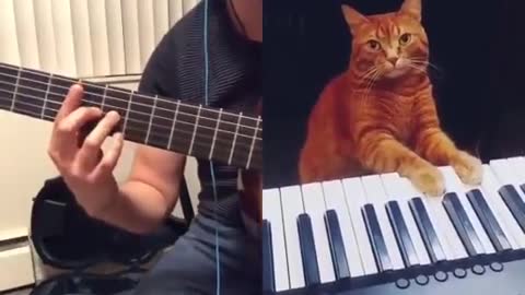 A guy did a collab tiktok with a cat and it's perfect