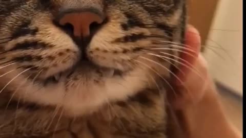 Cat thoroughly enjoys owner's kisses