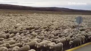 A bunch of sheep running together