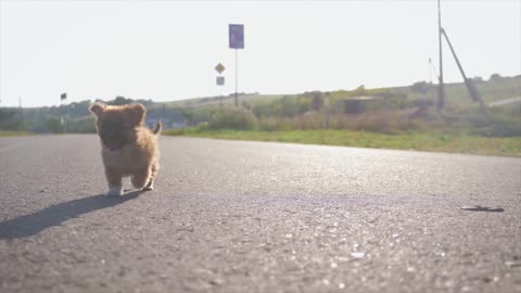Beautiful Puppy Road running