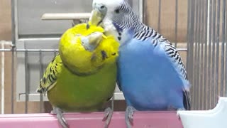 Enjoy with Lovely Parakeets