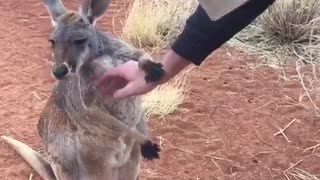 Kangaroos Enjoy Rainy Day Play