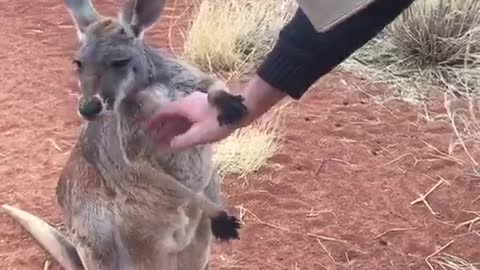 Kangaroos Enjoy Rainy Day Play