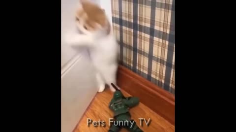 Cute Funny and Smart Dogs Compilation | Funny Kittens | Funny Pets