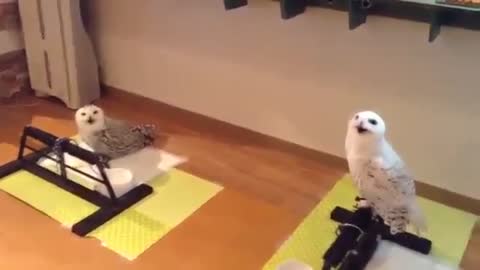 Watch his owl laugh