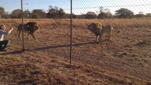 lion roaring | scary , - but very funny