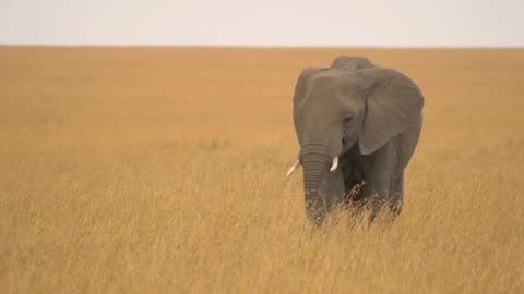 The Future of Elephant Conservation: New Method Unveiled!