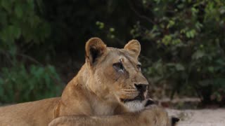 Lion Cubs Cuddles With Mom