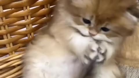 Funny cat playing with tail