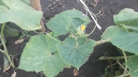 Cucumbers are blooming