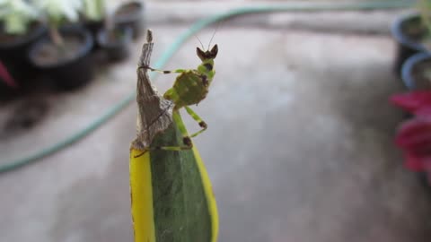 Hello Mantis