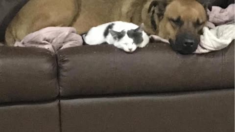 Cat and dog are best friends!