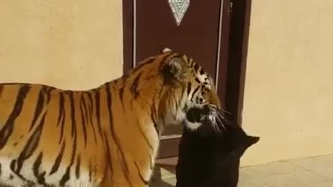 Joven pantera negra intenta hacerse amiga de un tigre