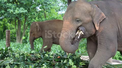 Sri Lankan elephant resource