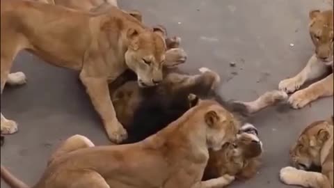 Tigers catches the injury lion