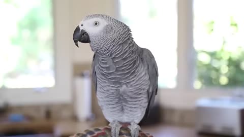 'Neo' the African Grey talking up a storm - Best parrot talking video ever plus he whistles Mozart