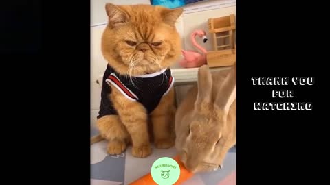 Funny pets compilation, impossible not to laugh <3