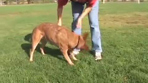 Shaping Dog Tricks: Somersaults | drsophiayin.com
