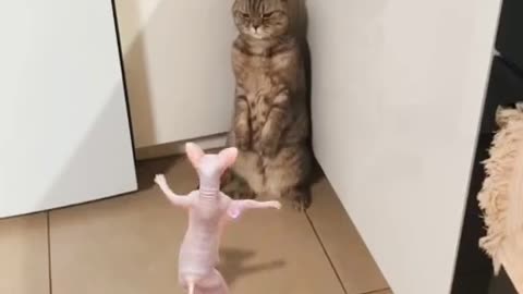 funny cat dancing arabian