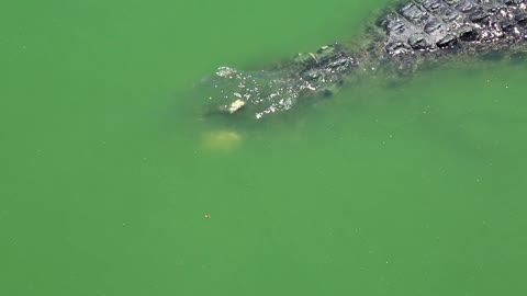 Big crocodile in green water