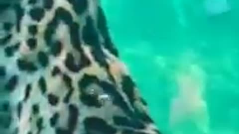 jaguar attacking on water #shorts