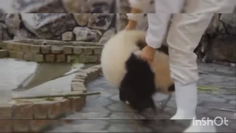 BABY PANDA VIDEO