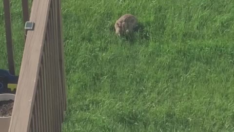 Rabbit digging in my yard