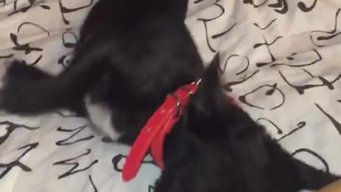 Black dog wants attention from owner