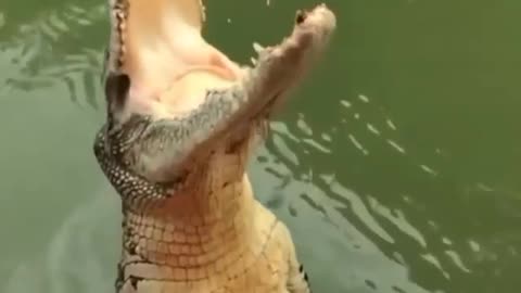 alligator eating chicken