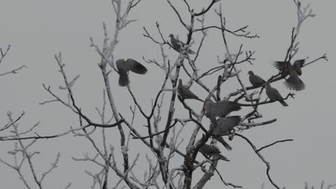 A tree branches with doves - slo mo