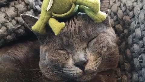 Cat's Mortal Enemy is His Frog Toy | The Dodo