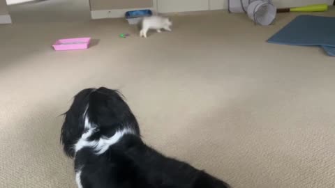 Ragdoll Kitten Has No Fear Of Cavalier King Charles