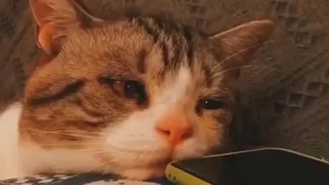 Sad cat