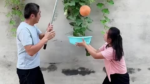 A lady Collecting watermelon on plastic bucket