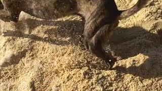 Black dog digging and playing with sand