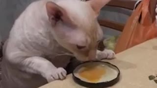 the cat is eating