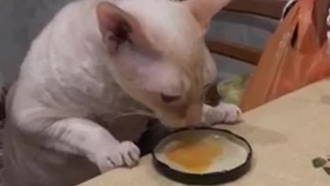 the cat is eating